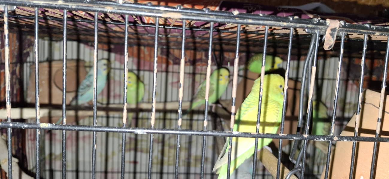 Colour budgies/ Domestic lovers, rainbow variety 4