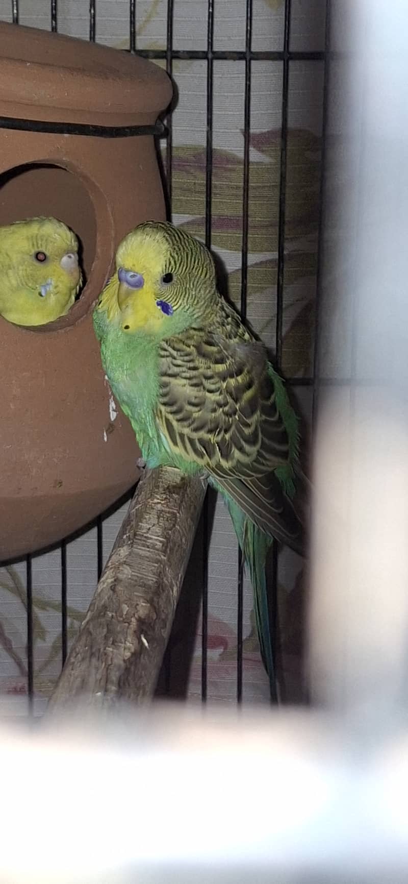 Colour budgies/ Domestic lovers, rainbow variety 6