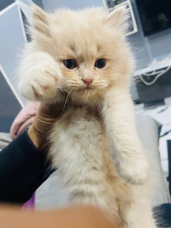 White Persian Male female cats , Pair of cats for sale 0