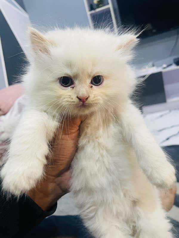 White Persian Male female cats , Pair of cats for sale 1