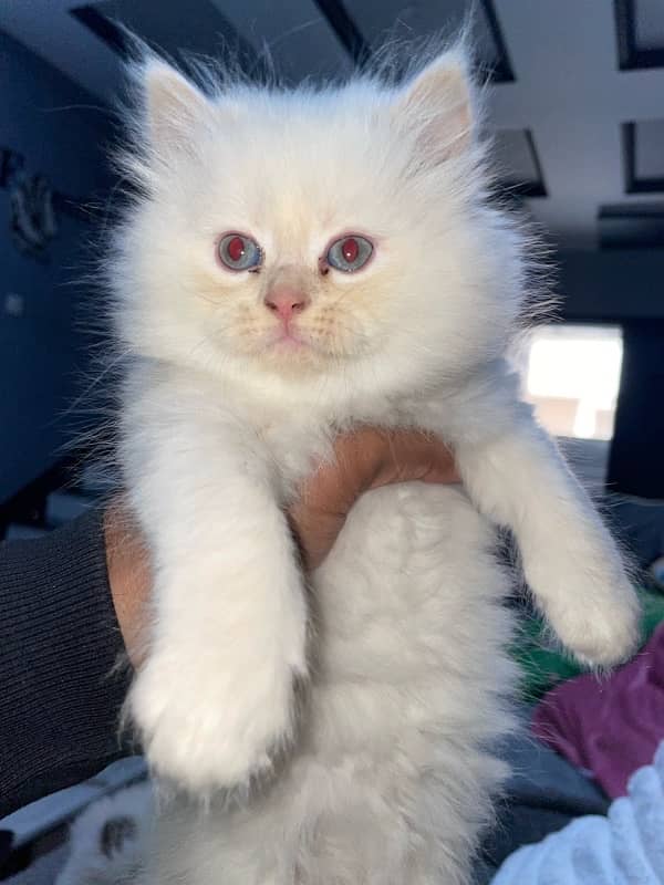 White Persian Male female cats , Pair of cats for sale 2