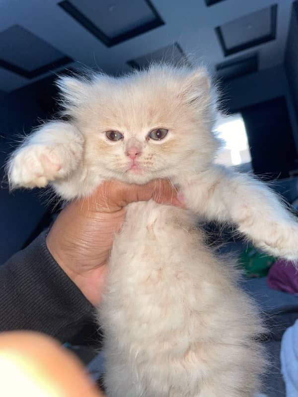 White Persian Male female cats , Pair of cats for sale 3