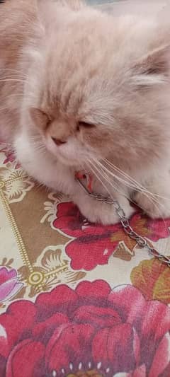 I m selling Persian cat tipple coted home train