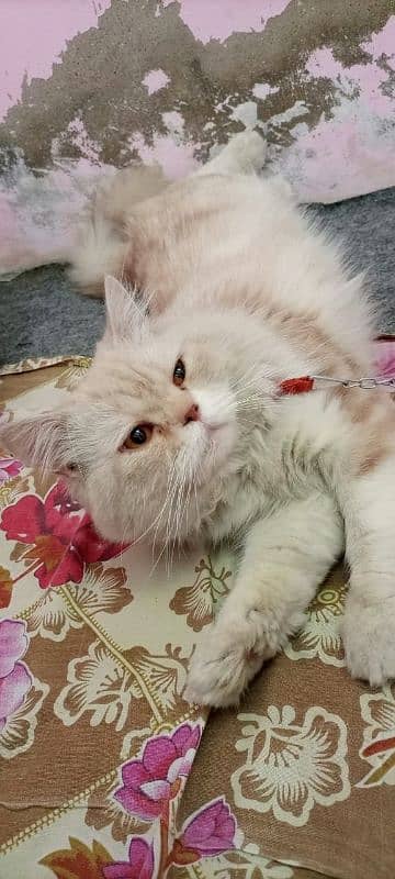 I m selling Persian cat tipple coted home train 1