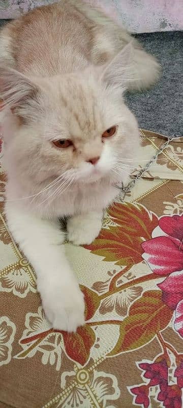 I m selling Persian cat tipple coted home train 2