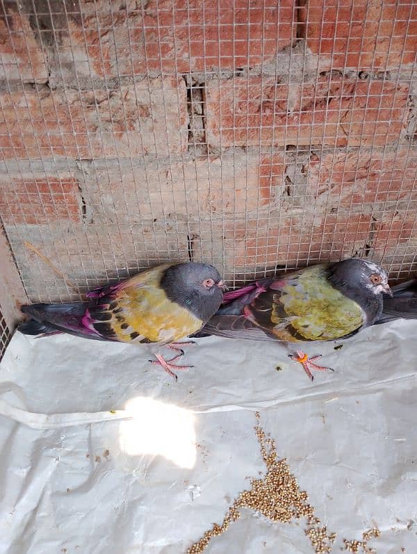 Pigeons for sale 1