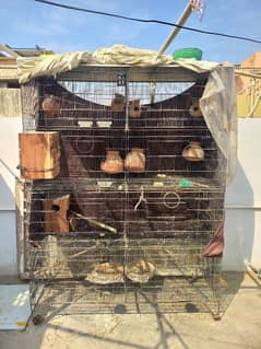 Birds Cage in big size for sale