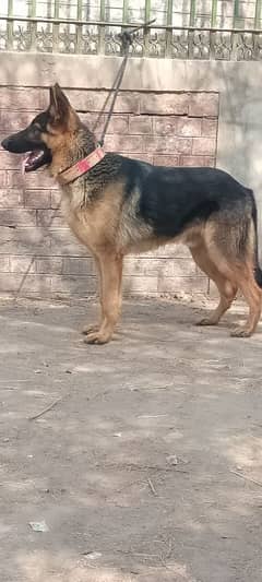 German shepherd