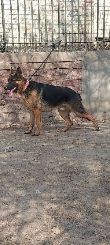 German shepherd 1