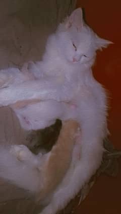 Semi punch Persian kitten 1 month old. .