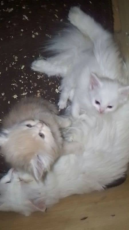 Semi punch Persian kitten 1 month old. . 1