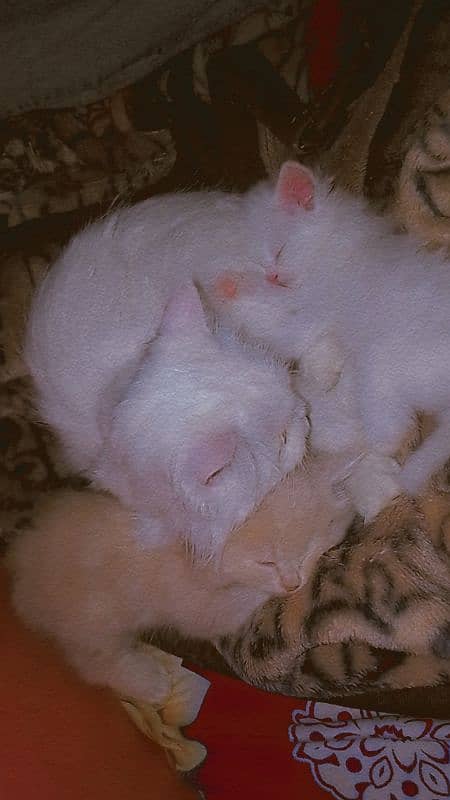 Semi punch Persian kitten 1 month old. . 2