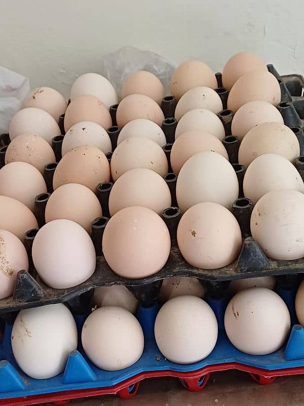 Australorp fertile eggs for sale 0