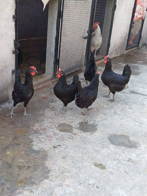 Australorp fertile eggs for sale 1