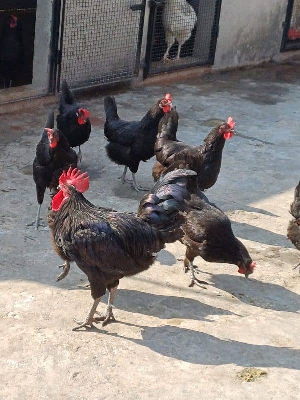 Australorp fertile eggs for sale 2