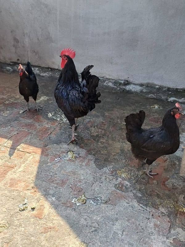 Australorp fertile eggs for sale 3