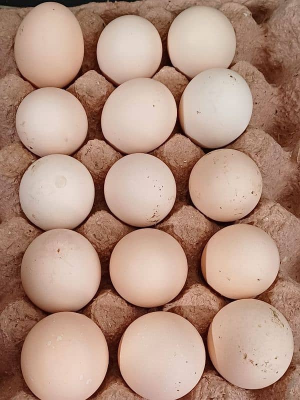 Australorp fertile eggs for sale 4