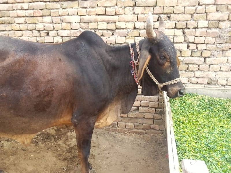 cholistani cow 0