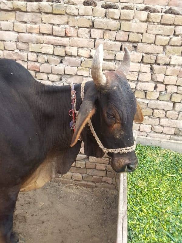 cholistani cow 1