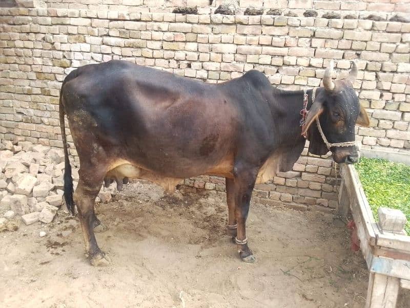 cholistani cow 2