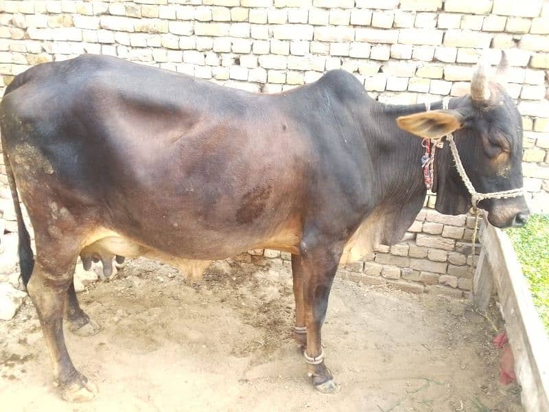 cholistani cow 3