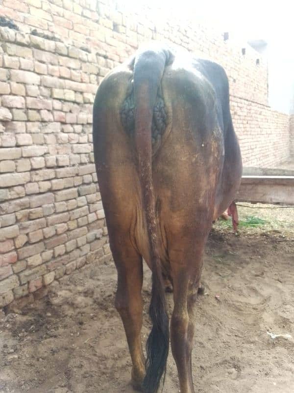 cholistani cow 4