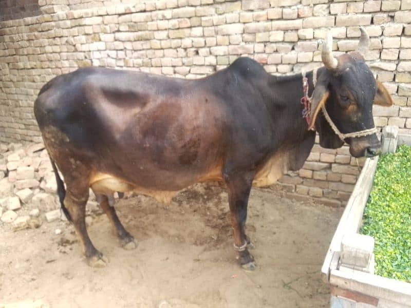 cholistani cow 5