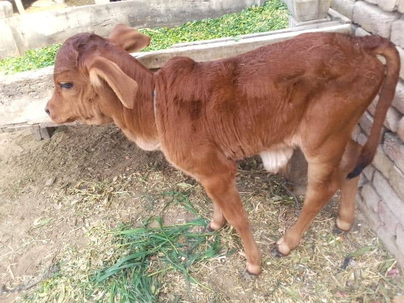 cholistani cow 6