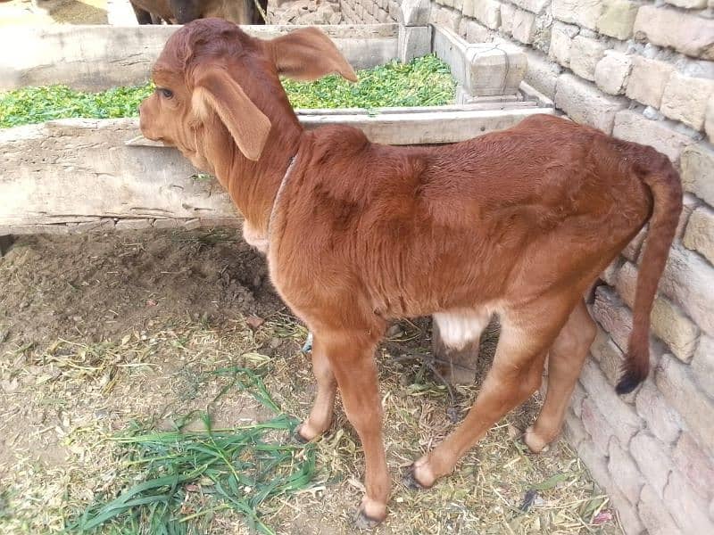 cholistani cow 7