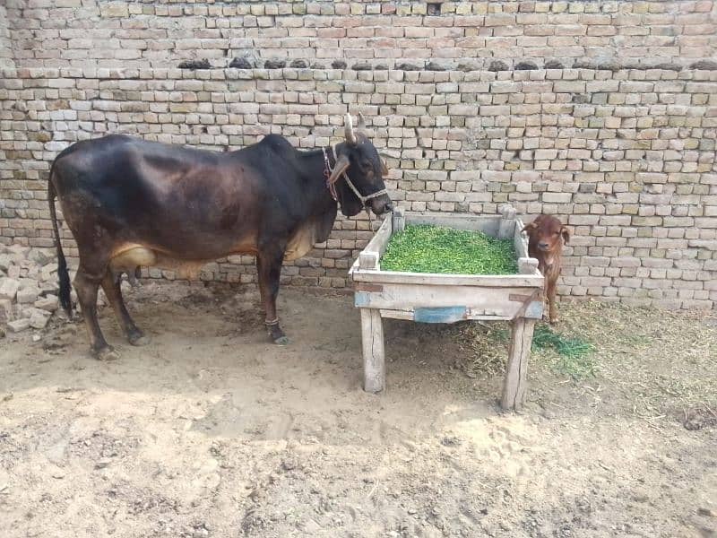 cholistani cow 8