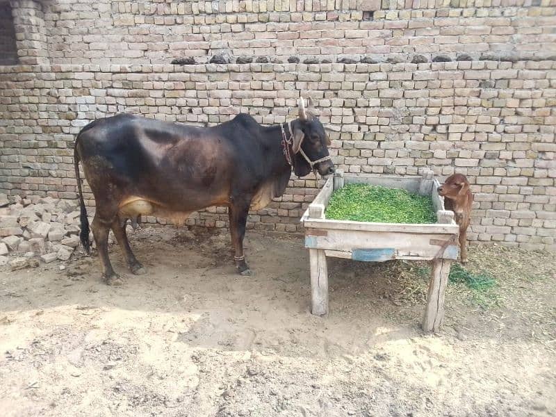 cholistani cow 9