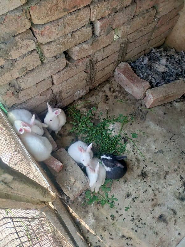 Rabbits for sale 1