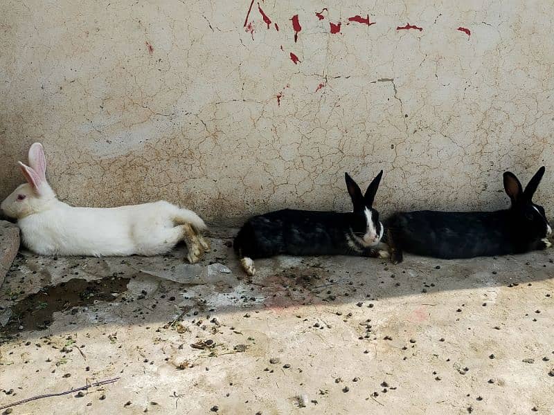 Rabbits for sale 2