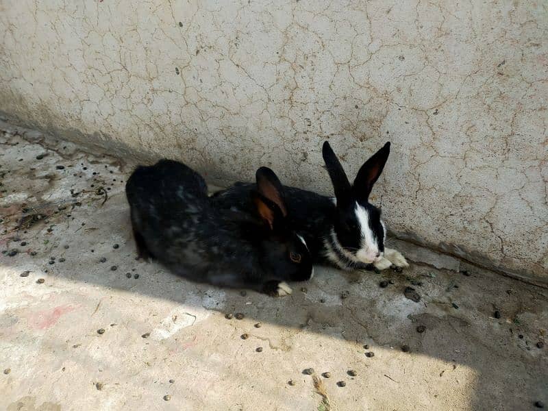 Rabbits for sale 3