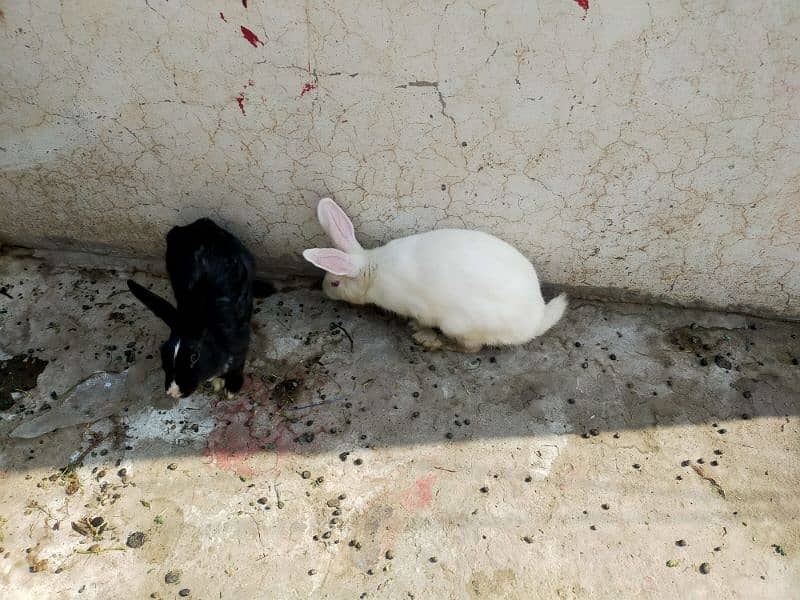 Rabbits for sale 4