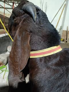 بکرا // Big game Bakra // Heavy Set Goat for Sale