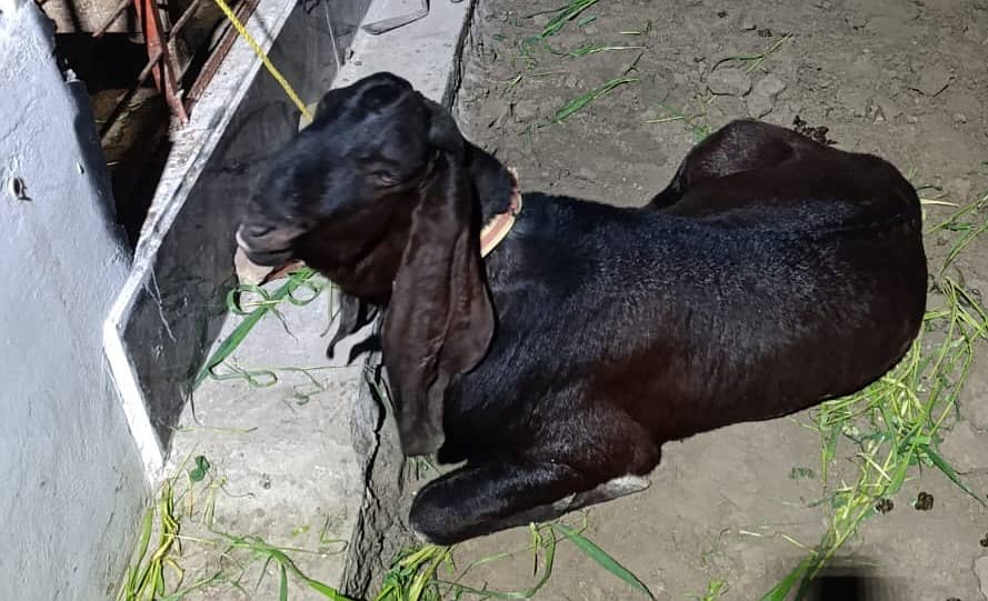 بکرا // Big game Bakra // Heavy Set Goat for Sale 1