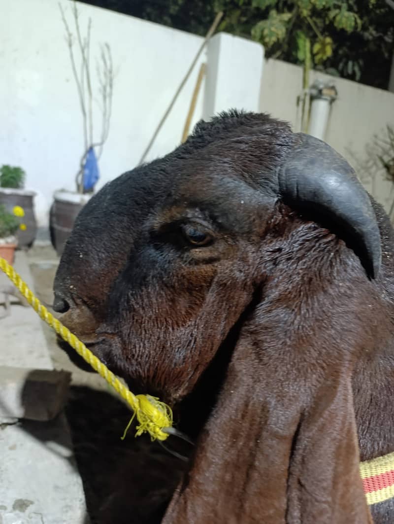 بکرا // Big game Bakra // Heavy Set Goat for Sale 2