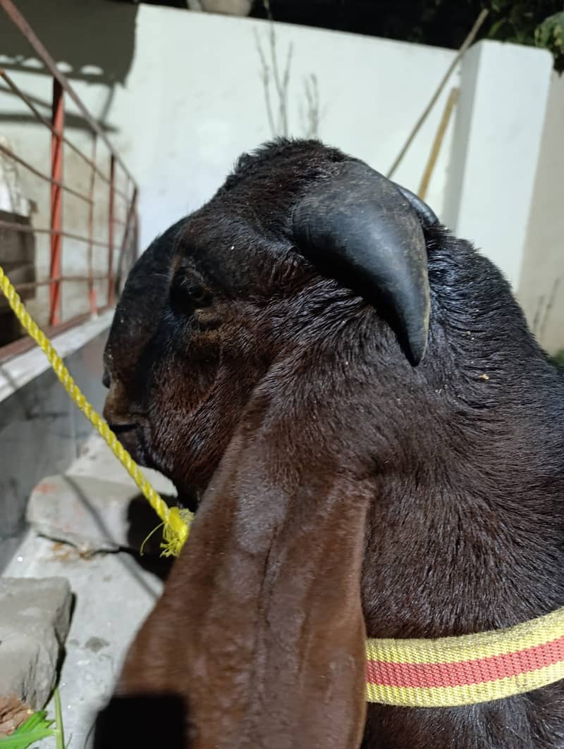 بکرا // Big game Bakra // Heavy Set Goat for Sale 4