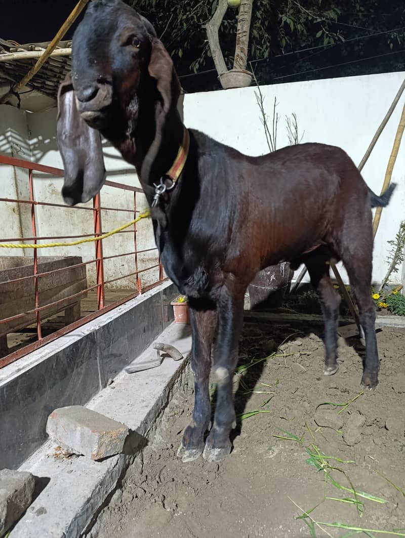 بکرا // Big game Bakra // Heavy Set Goat for Sale 11