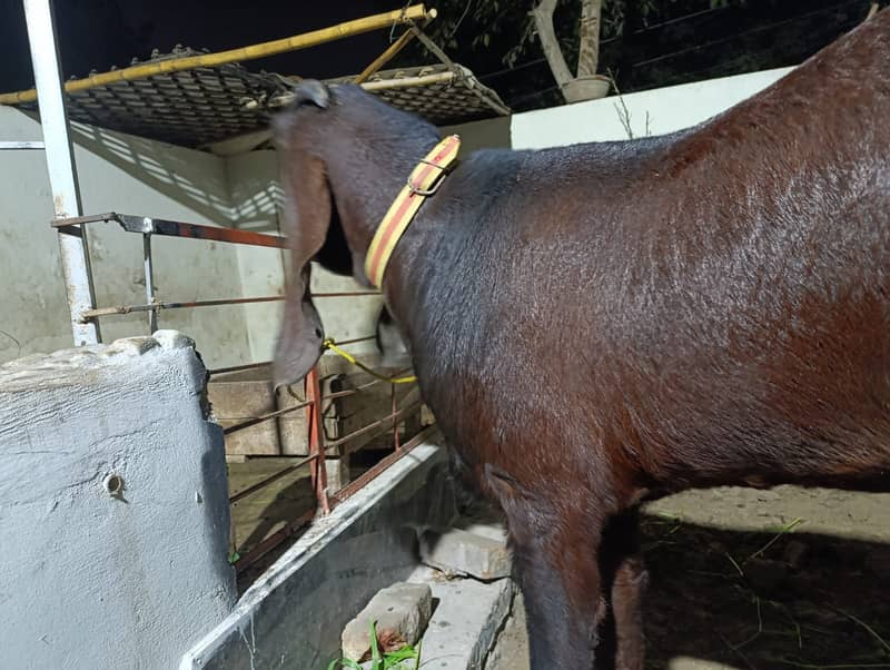 بکرا // Big game Bakra // Heavy Set Goat for Sale 12