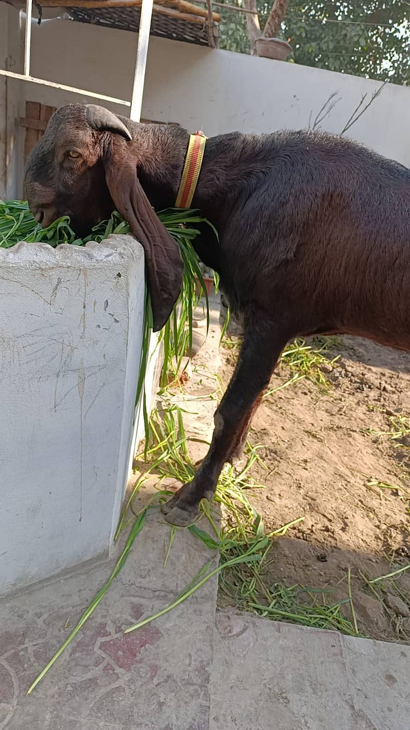 بکرا // Big game Bakra // Heavy Set Goat for Sale 15