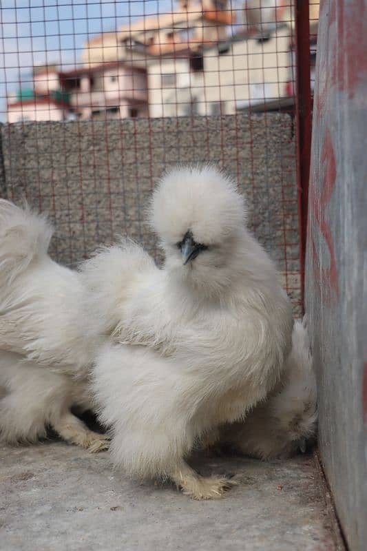 white silkie breeder sat 1 male 2 female 0