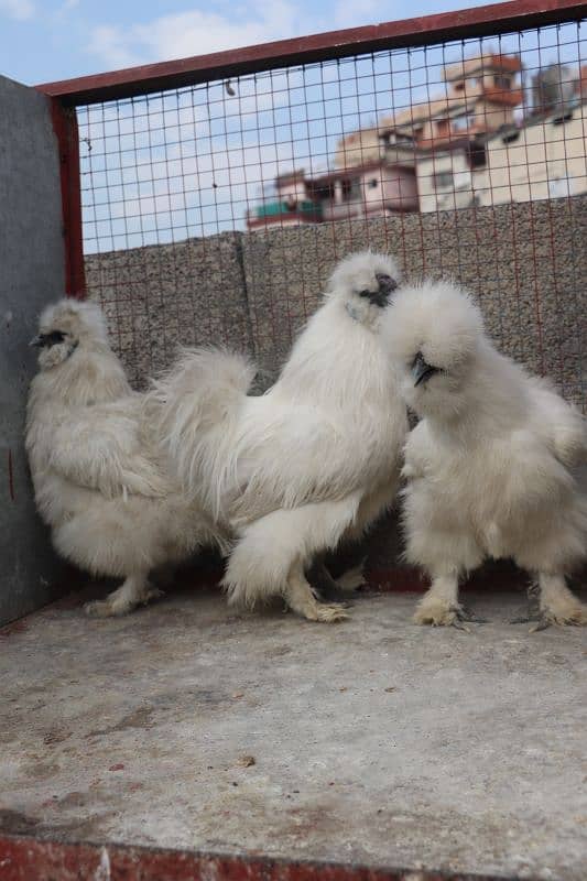 white silkie breeder sat 1 male 2 female 1