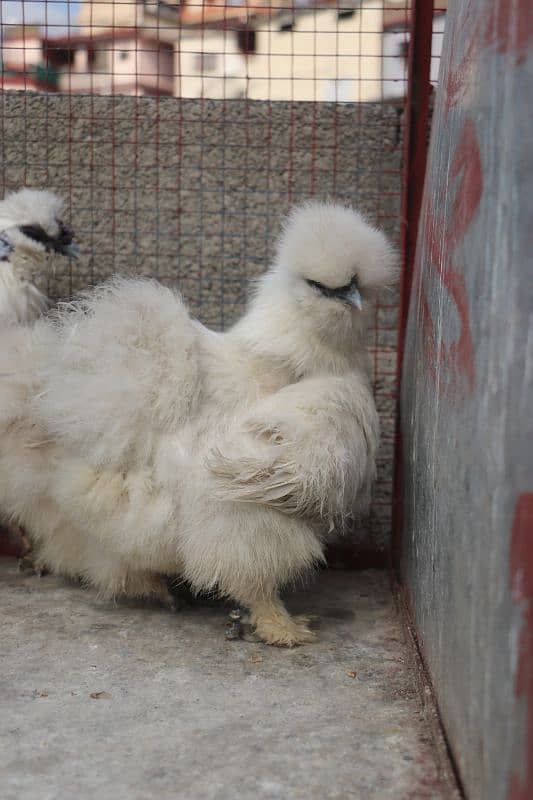 white silkie breeder sat 1 male 2 female 2