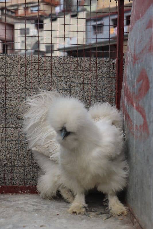 white silkie breeder sat 1 male 2 female 3