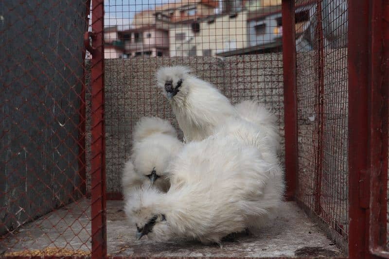 white silkie breeder sat 1 male 2 female 4