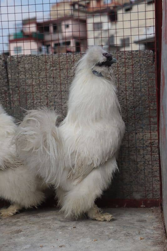 white silkie breeder sat 1 male 2 female 5