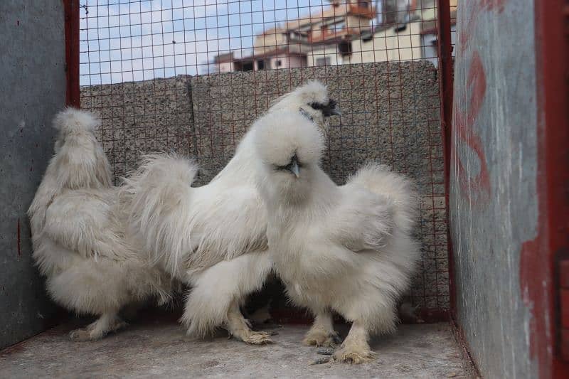 white silkie breeder sat 1 male 2 female 6