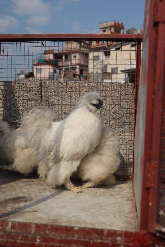 white silkie breeder sat 1 male 2 female 7